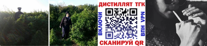 закладки  Петухово  ТГК гашишное масло 